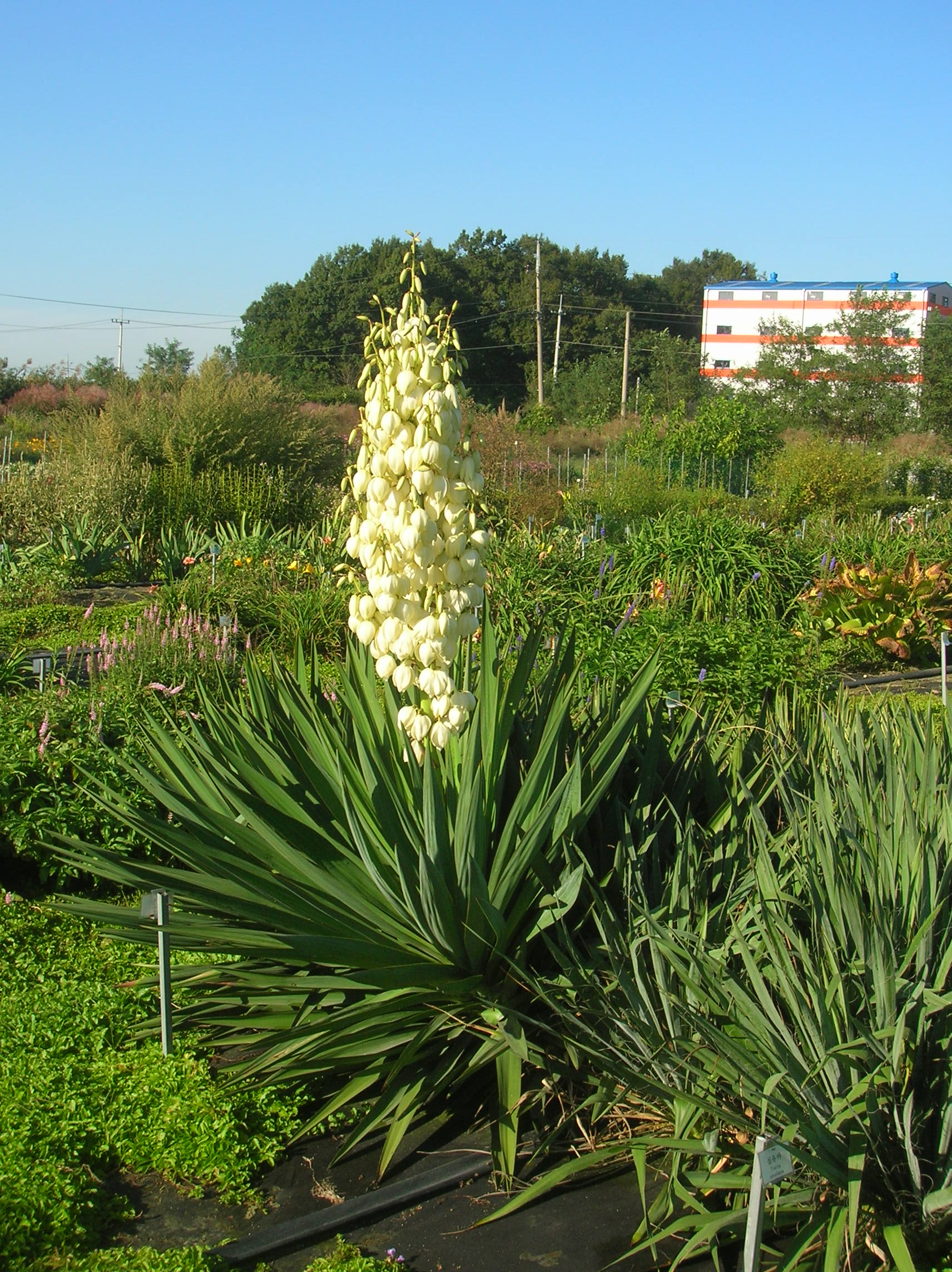 Yucca recurvifolia
